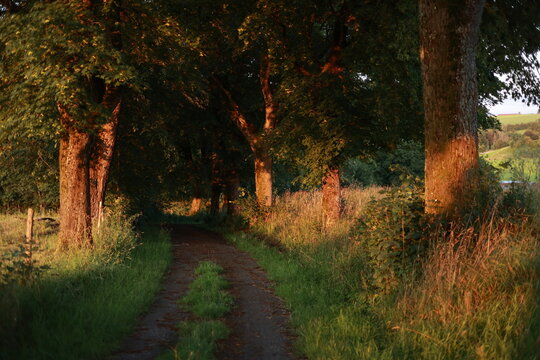 A path through a forest with trees on either side