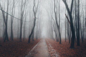 Fototapeta premium Autumn city park at in fog