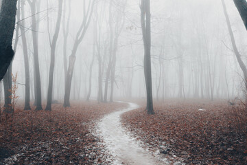 Obraz premium Autumn city park at in fog