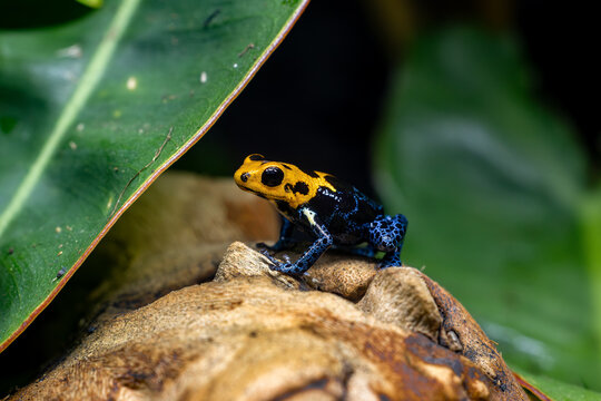 Macro Closeup of a Ranitomeya Imitator Varadero Poison Dart Frog