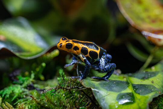 Colorful Varadero Poison Dart Frog Closeup
