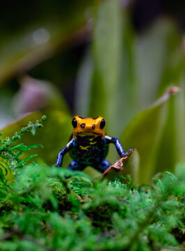 Closeup Macro of a Varadero Poison Dart Frog Looking at the Camera