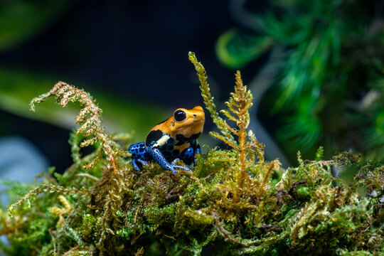 Male Ranitomeya Imitator Poison Dart Frog Calling to Attract a Female