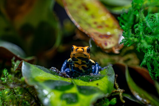 Macro Portrait of a Ranitomeya Imitator Varadero Poison Dart Frog