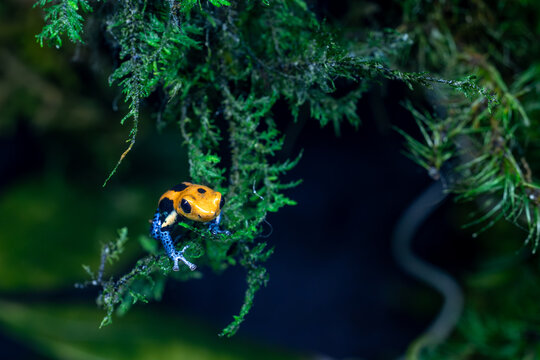 Macro Closeup of a Male Ranitomeya Imitator Varadero Poison Dart Frog