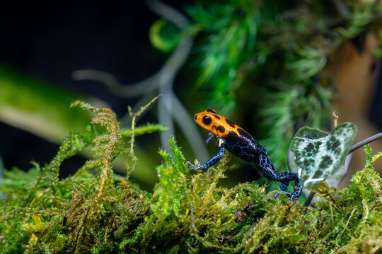 Ranitomeya Imitator Varadero Poison Dart Frog on a Bed of Moss