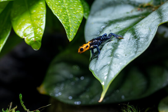 Beautifully Colored Ranitomeya Imitator Varadero Poison Dart Frog