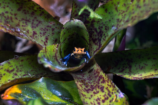 Ranitomeya Imitator Varadero Poison Dart Frog Hiding in a Bromeliad