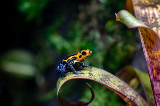 Vibrant Ranitomeya Imitator Varadero Poison Dart Frog on a Bromeliad