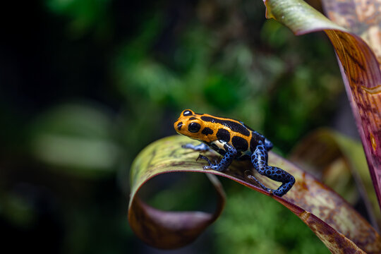 Ranitomeya Imitator Varadero Poison Dart Frog Macro on a Bromeliad