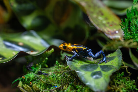 Closeup Varadero Poison Dart Frog