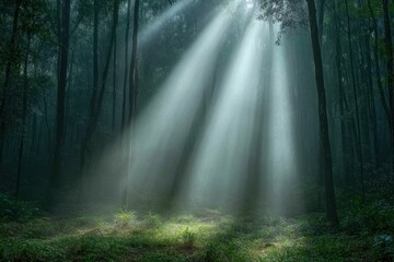 Fototapeta premium Sunlight filters through trees in a serene forest setting during early morning hours. Generative AI