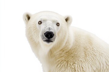 Fototapeta premium Close-up shot of a polar bear's face on a plain white background