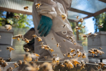 Bees feeding on pollen with beekeeper in background
