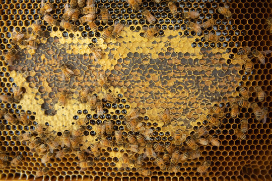 Worker bees capping honey 