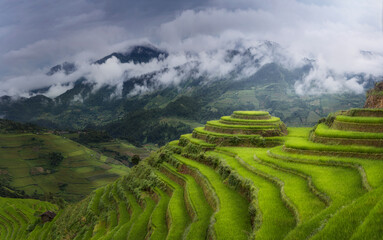 Terraced rice field in North Vietnam