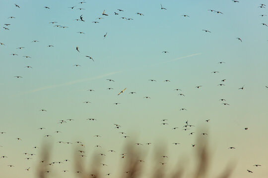 A sunset sky with small birds on the wing and the impression of reeds