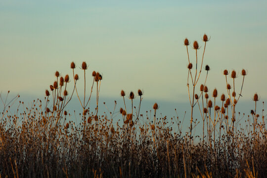 Teasels against a blue sky with copyspace