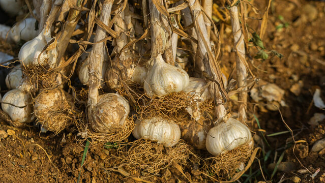 Planting garlic