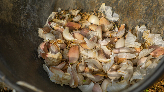 Planting garlic in spring