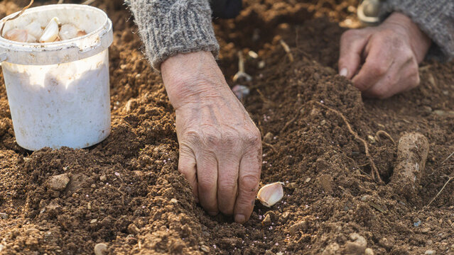 Planting garlic in spring