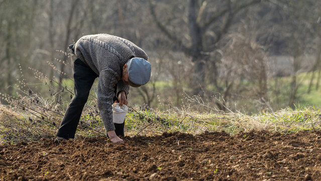 Planting garlic in spring