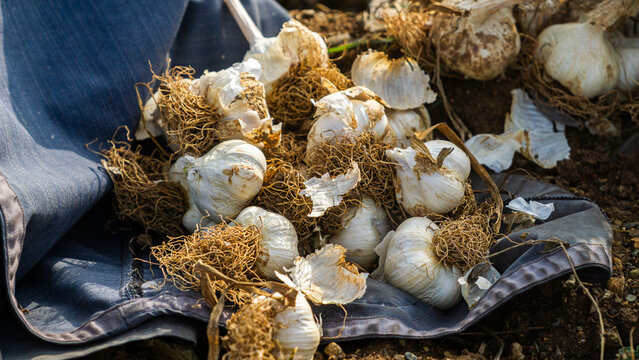 Planting garlic in spring