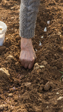 Planting garlic in spring
