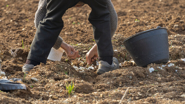 Planting garlic in spring
