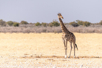 Angolan Giraffes -Giraffa giraffa angolensis- standing on the plains of Etosha national park, Namibia.