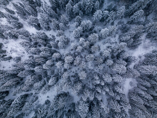 Aerial view of snow covered pine forest Winter wonderland