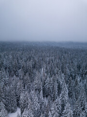 Snow covered forest viewed from above A serene winter landscape