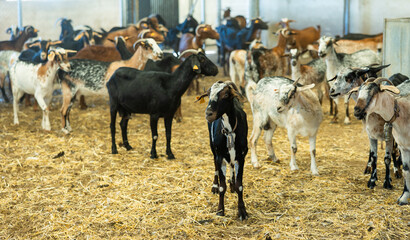Herd of groomed domestic goats walking on straw in barn at farm. Concept of goat breeding..