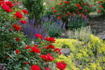 close up of rose, succulent rock plant and salvia in a garden at dusk