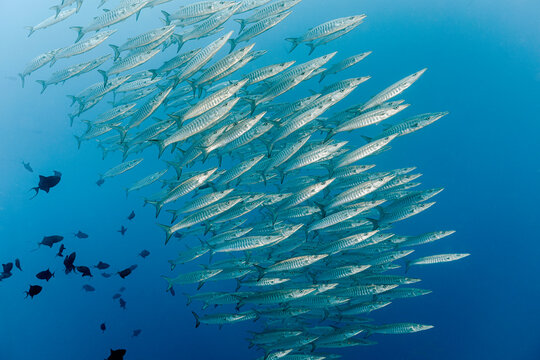 Big School of Barracudas