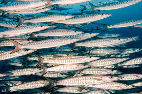 School of Barracudas Close-Up