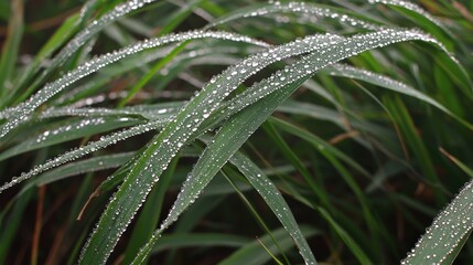 Close-up of dew-covered grass blades in a natural setting.
