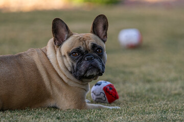 Fototapeta premium Tan and black French Bulldog resting on the grass
