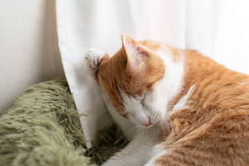 毛づくろいをする可愛い猫　茶トラ白