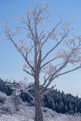 美しい霧氷の木