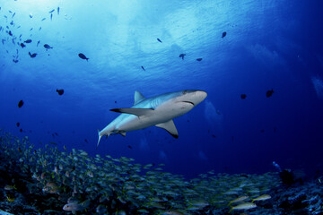 Hundreds of grey reef sharks during our dive on Fakarava island. Feared sharks on the atoll in French Polynesia. Marine life in Pacific ocean. Sharks are trying catch a fish.