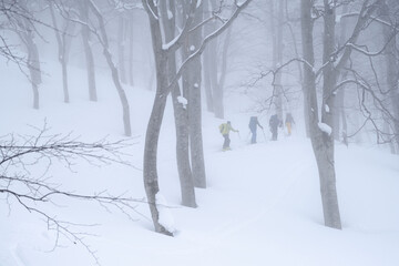 山スキー　樹林帯を登る