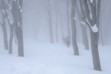 山スキー　樹林帯を登る
