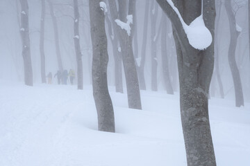 山スキー　樹林帯を登る