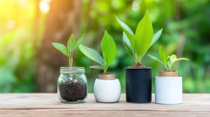 Four potted plants in jars, showcasing growth and nature.