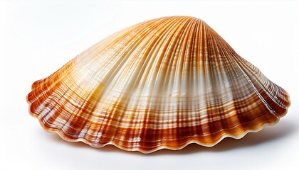 Cockleshell isolated on white background