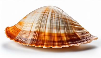 Obraz premium Cockleshell isolated on white background