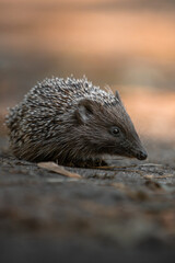 hedgehog on the ground