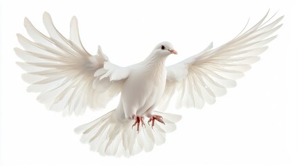 Fototapeta premium Majestic white dove in free flight, set against a seamless white background, ideal for peace and tranquility themes