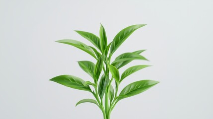 Fototapeta premium Stem of tea plant, sharp focus on texture, lifelike 3D render, naturalistic colors, isolated on white background